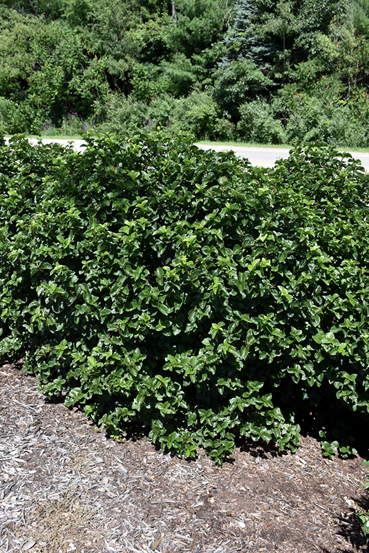 Glitters & Glows Viburnum (Viburnum dentatum 'SMVDLS SMVDBL') in